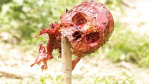 Un crâne humain pourrissant sur un pic, scène du film The Green Inferno.