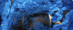 Un visage de gorille caché drrière une matière plastique bleue indéfinissable, plan du film Le seul et unique Ivan.