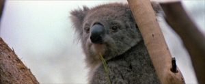 Portrait d'un koala sur un bambou dans le film Long weekend.