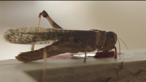 Gros plan sur une sauterelle buvant du sang sur un meuble dans le film La Nuée de Just Philippot.