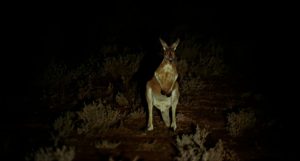 De nuit, un kangourou est pris dans les lumières de phare d'une voiture dans le film Wake in Fright.
