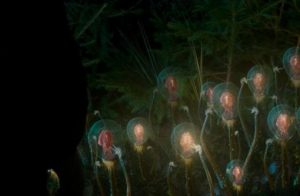Brillantes dans une nuit particulièrement sombre, les plantes à bulbe lumineux du film Vesper Chronicles.