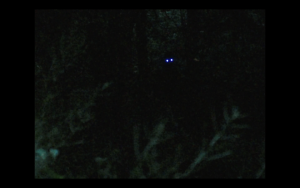 Deux lueurs qui ressemblent à des yeux brillent dans la pénombre de la forêt du film Gussy pour notre carnet de bord 2 Court-Métrange.