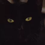 Gros plan sur le visage du félin dans Le chat noir du film de Lucio Fulci.