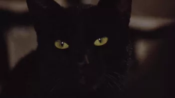 Gros plan sur le visage du félin dans Le chat noir du film de Lucio Fulci.