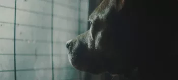 Un chien regarde par la grille de sa cage dans le court-métrage Crocs de Sébastien Vaniček.