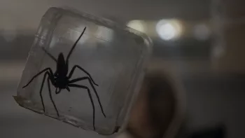 Gros plan sur une araignée prise dans un cube transparent.