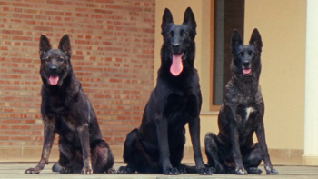Trois chiens sont assis et regardent en direction de la caméra ; ils ont les oreilles dressées et la langue qui pendent ; leur pelage est plutôt noir et évoque celui de bergers allemands ; plan du film BALEARIC, projeté à l'Offscreen Film Festival 2026.