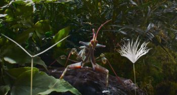Une mante religieuse s'apprête à affronter un papillon de nuit.