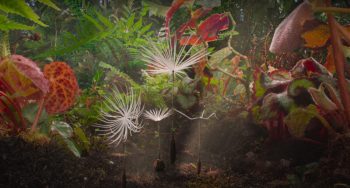 Akènes de pissenlit héros du film Planètes de Mamoko Seto.
