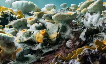 Champignons dans le film Planètes, réalisé par Momoko Seto.