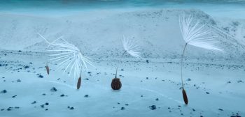 Quatre akènes de pissenlit du film Planètes de Mamoko Seto dans un décor de glaciers.