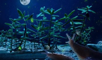 Des limaces sous un ciel de nuit dans Planètes de Momoko Seto.