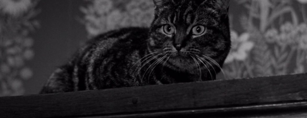 Un chat posé sur une armoire dans un film en noir et blanc de la Hammer nommé le Spectre du Chat
