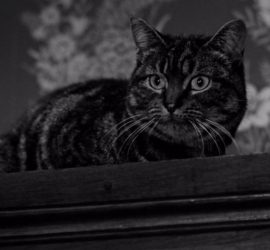 Un chat posé sur une armoire dans un film en noir et blanc de la Hammer nommé le Spectre du Chat