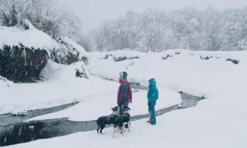 Deux personnes en tenue d'hiver rouge et bleu accompagnées d'un chien noir et blanc semblent regarder quelque chose au loin dans un décors enneigé